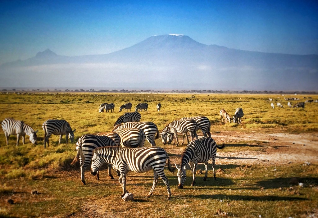 Kenya and Tanzania safari tours: your african holidays with Mamasavana